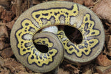 Piton Bola Clown Stranger Pastel Het Hypo Hembra ID R4-03