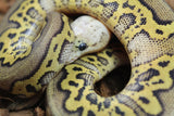 Piton Bola Clown Stranger Pastel Het Hypo Hembra ID R4-03