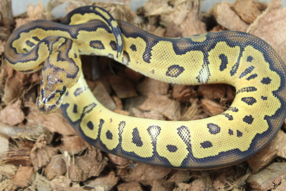 Piton Bola Clown Het Hypo Hembra ID R9-20