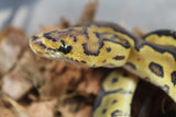 Piton Bola Clown Het Hypo Hembra ID R9-20
