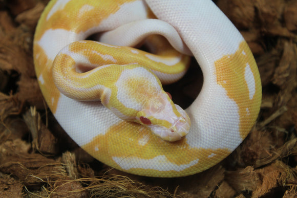 Piton Bola Pied Albino Hembra ID R17-16