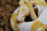 Piton Bola Pied Albino Hembra ID R17-16