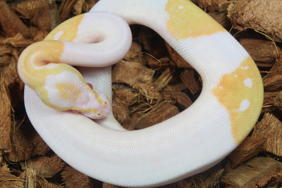 Piton Bola Pied Albino Macho ID R17-13