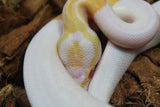 Piton Bola Pied Albino Macho ID R17-13