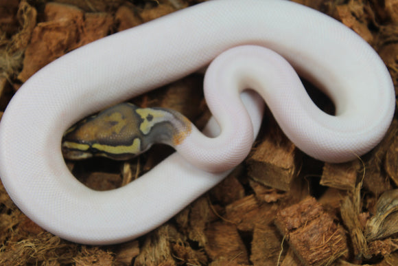 Piton Bola Pied Hypo Macho ID R17-05