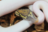 Piton Bola Pied Hypo Macho ID R17-05