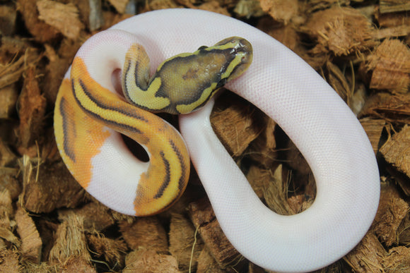 Piton Bola Pied Hypo Hembra ID R17-06