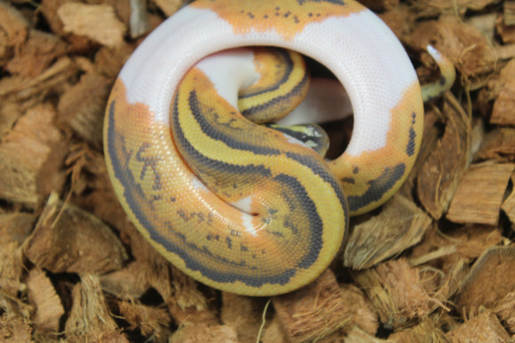 Piton Bola Pied Hypo Macho ID R17-04