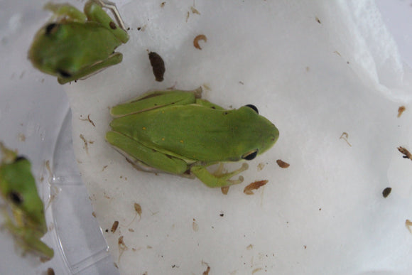 Rana Verde de Arbol (Hyla Cinerea)