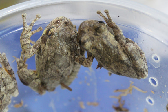 Rana Gris de Arbol (Hyla Versicolor)