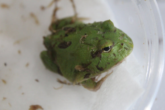Rana Pacman Matcha