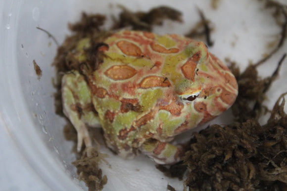 Rana Pacman Apricot