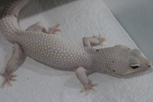 Gecko Leopardo Diablo Blanco Snow Macho Adulto ID R5-09