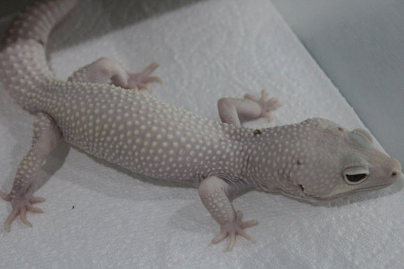 Gecko Leopardo Diablo Blanco Snow Macho Adulto ID R5-09