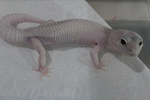 Gecko Leopardo Diablo Blanco Snow Macho Adulto ID R5-11