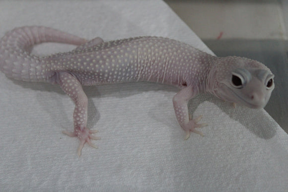 Gecko Leopardo Diablo Blanco Snow Macho Adulto ID R5-11