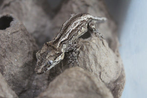 Gecko Gargola ID R5-12