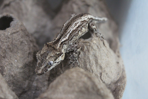 Gecko Gargola ID R5-12