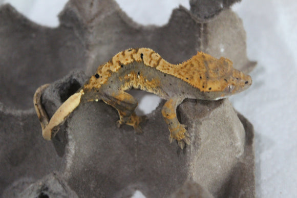 Gecko Crestado Harlequin ID R5-15