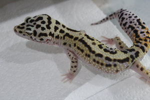 Gecko Leopardo Boldstripe Macho Adulto ID R5-16