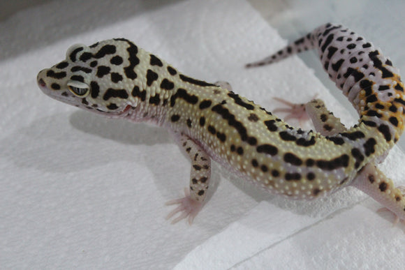 Gecko Leopardo Boldstripe Macho Adulto ID R5-16