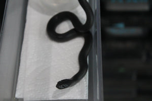 Serpiente Rey Negra Mexicana Macho ID RC-37