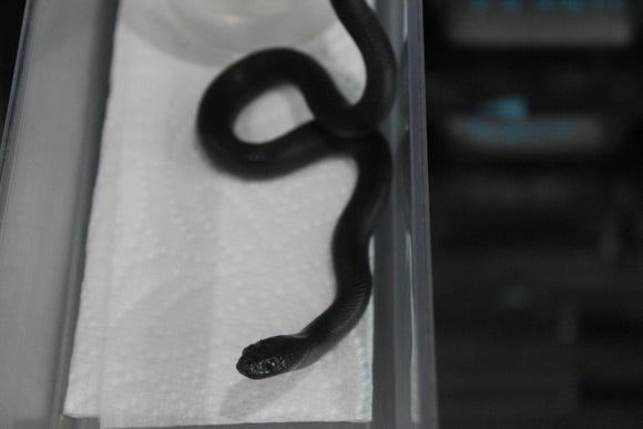 Serpiente Rey Negra Mexicana Macho ID RC-37