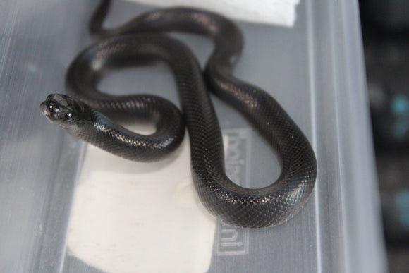 Serpiente Rey Negra Mexicana Macho ID RC-39