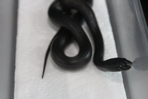 Serpiente Rey Negra Mexicana Hembra ID RC-40