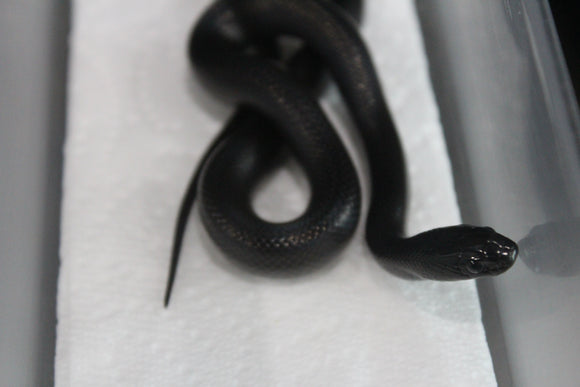 Serpiente Rey Negra Mexicana Hembra ID RC-40