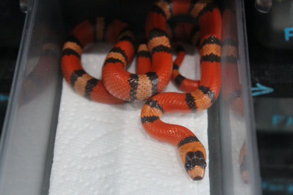 Falsa Coral de Honduras Hypo Hembra ID RC-42