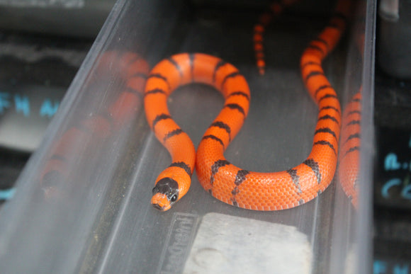 Falsa Coral de Honduras Hypo Tangerine Hembra ID RC-43