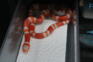 Falsa Coral de Honduras Albino Hembra ID RC-45