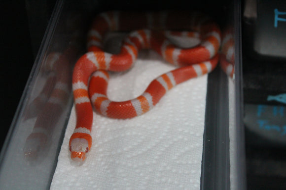 Falsa Coral de Honduras Albino Hembra ID RC-45