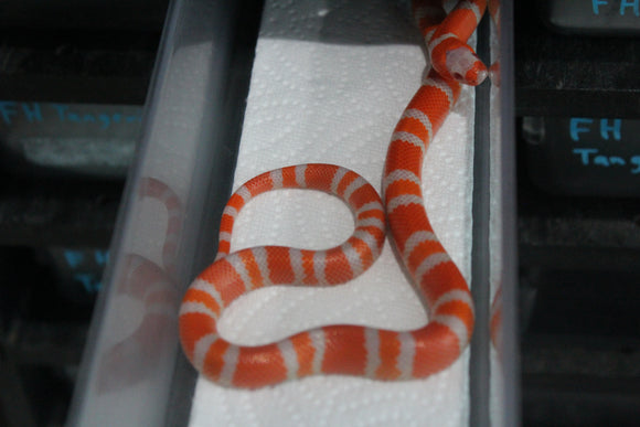 Falsa Coral de Honduras Albino Hembra ID RC-46