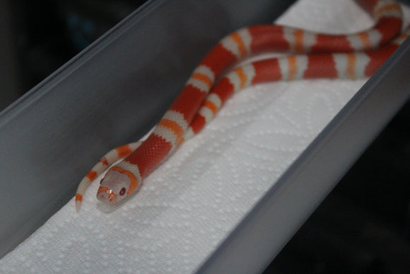 Falsa Coral de Honduras Albino Hembra ID RC-47