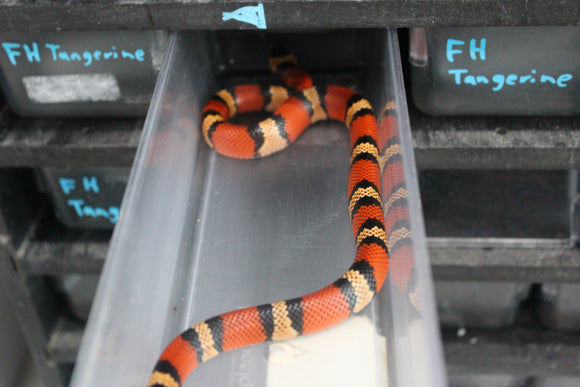 Falsa Coral de Honduras Tangerine Hembra ID RC-50
