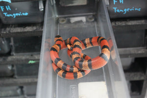 Falsa Coral de Honduras Tangerine Macho ID RC-51