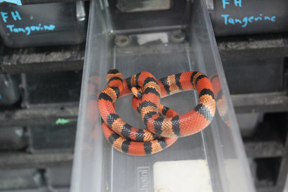 Falsa Coral de Honduras Tangerine Macho ID RC-51
