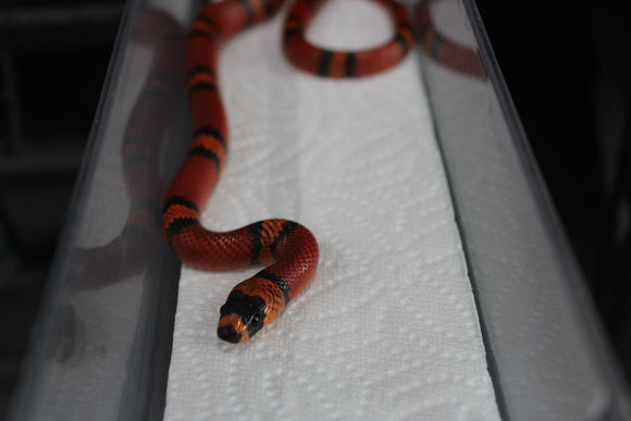 Falsa Coral de Honduras Tangerine Hembra iD RC-52