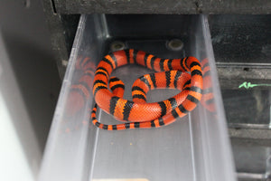 Falsa Coral de Honduras Tangerine Macho ID RC-53