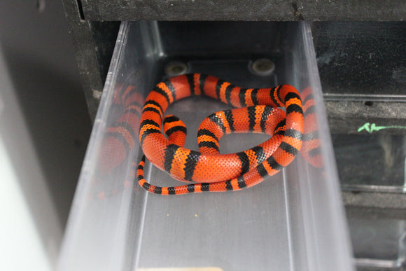 Falsa Coral de Honduras Tangerine Macho ID RC-53
