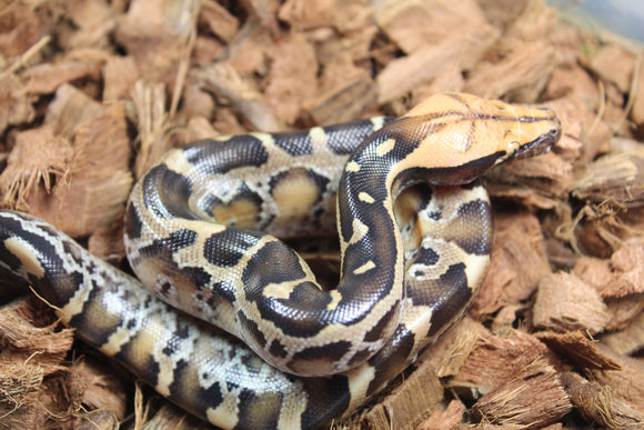 Piton de Cola Corta (Python Curtus) Macho ID R8-08 (Sangre)