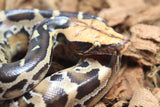 Piton de Cola Corta (Python Curtus) Macho ID R8-08 (Sangre)