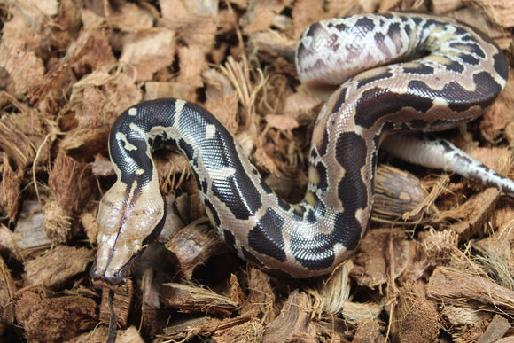Piton de Cola Corta (Python Curtus) Hembra ID R8-10 (Sangre)