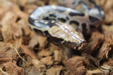 Piton de Cola Corta (Python Curtus) Hembra ID R8-10 (Sangre)