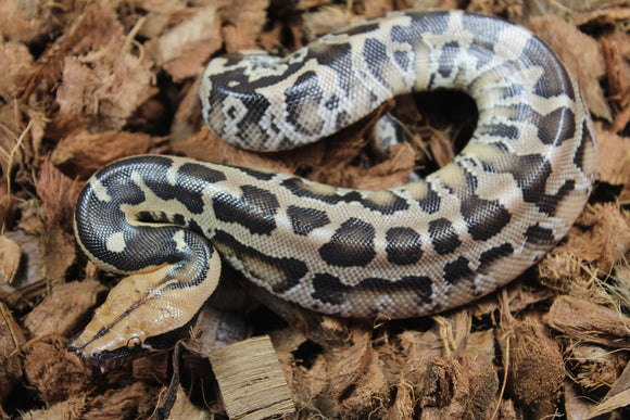 Piton de Cola Corta (Python Curtus) Macho ID R8-17 (Sangre)