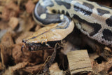 Piton de Cola Corta (Python Curtus) Macho ID R8-17 (Sangre)