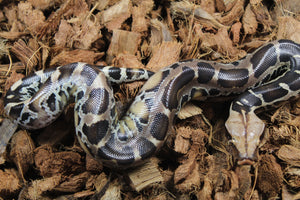 Piton de Cola Corta (Python Curtus) Macho ID R8-18 (Sangre)
