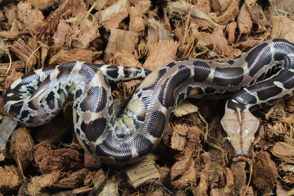 Piton de Cola Corta (Python Curtus) Macho ID R8-18 (Sangre)
